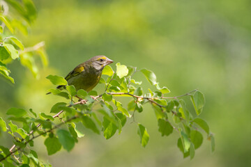 European Greenfinch Carduelis chloris. Greenfinch close up