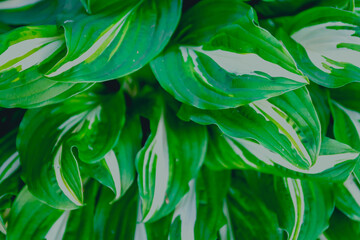 Naklejka na ściany i meble Contrast in nature. White green leaves hosta on the plant