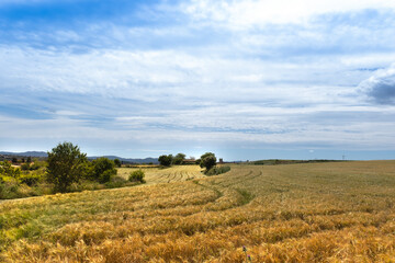 Cropped field against a blue sky. Agricultural background with empty copy space for Editor's content.	