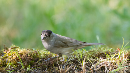 Obraz premium Eurasian Blackcap Sylvia atricapilla adult male. In the wild