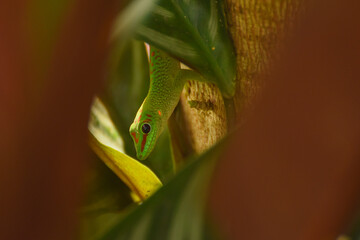 Phelsuma grandis à La Réunion