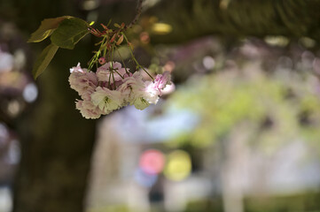Beautiful closeup view of delicate spring pink cherry (Prunus Shogetsu Oku Miyako) blossom flowering tree branch on university campus, Dublin, Ireland. Soft and selective focus