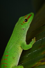 Phelsuma grandis à La Réunion