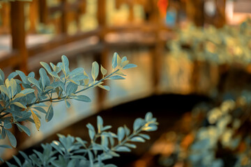 Green, yellow bush branches. Bokeh. Old wooden brown bridge over the river in the autumn of a sunny day in the city park. Yellow, green bush branches. Shallow depth of field.