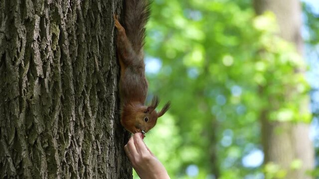 Squirrel on a tree.  Red squirrel eats nuts from a human palm.