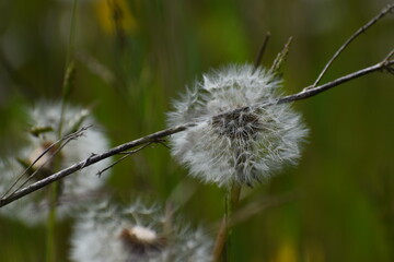 dente di leone © Gaetano Boncuore
