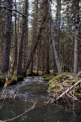 River in Trees Mountains Alberta 