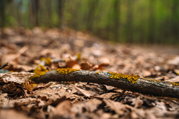 Dry branch overgrown with yellow moss
