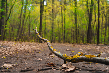Dry branch overgrown with yellow moss