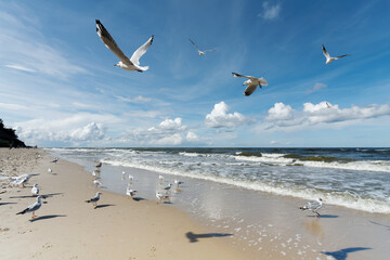 Seagulls are flying against the beach