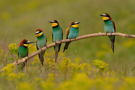 Group of colorful bee-eater on tree branch, against of yellow flowers background