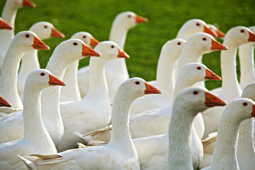Waldviertler Freilandgänse vom Bio-Bauernhof