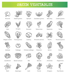 Green salad leaves. Vector vegetarian healthy food leaf set