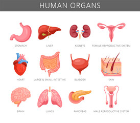 Human organs. Vector set of internal organs with liver, heart, brain, pancreas, lungs, stomach, kidneys, reproductive system. Anatomy icon collection for medicine, biology, education. Endocrine system