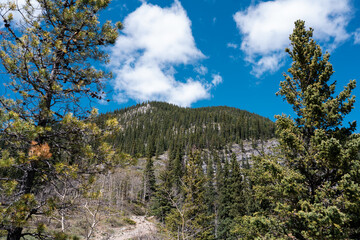 Obraz premium Mountain range and trees in Alberta Canada Rivers and trees