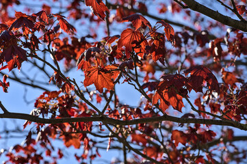 Beautiful dark-red last year autumn leaves of Crimson King (Acer Platanoides) Norway maple tree against blue sky on university campus, Dublin, Ireland. Red and blue tones