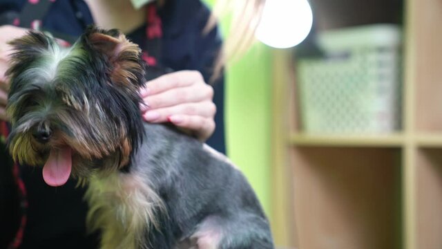 Groomer makes shearing of Yorkshire Terrier by scissors. extras at the pet store