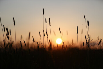 Sonnenuntergang hinter einer Wiese mit Gräsern