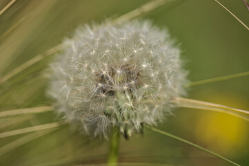Beautiful closeup view of spring soft and fluffy flower of dandelion clock seeds (Taraxacum officinale) among dry grass, Dublin, Ireland. Soft and selective focus