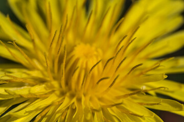 Beautiful macro view of spring yellow dandelion (Taraxacum officinale) flowers, Dublin, Ireland. Soft and selective focus. Spring April yellow background