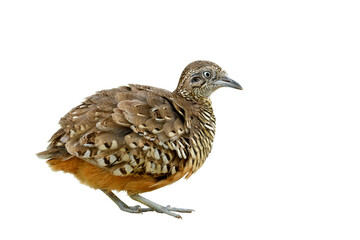 exotic brown camouflage bird with puffy feathers isolated on white background, male of Barred Buttonquail or common bustard-quail