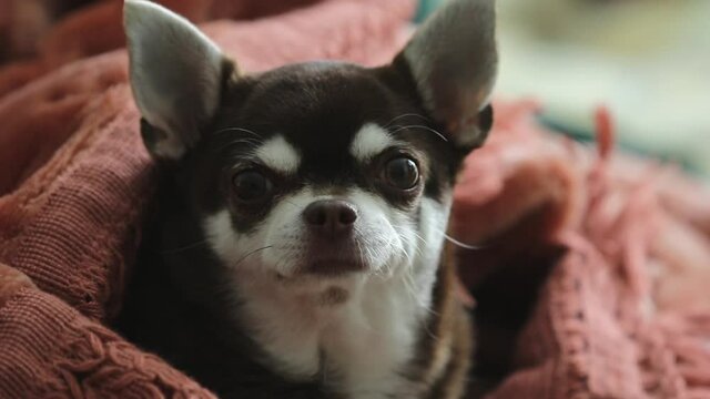 Chihuahua dog are resting at home. Funny and lazy