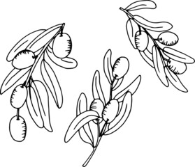 branch of a live tree