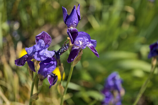 Beautiful closeup view of blue Iris flowers with super hydrophobic petals Dublin, Ireland. Soft and selective focus