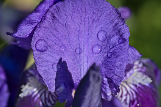 Beautiful macro view of blue Iris flower super hydrophobic petals with morning dew and shadows, Dublin, Ireland. Soft and selective focus