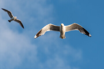Flying seagull on a blue sky background