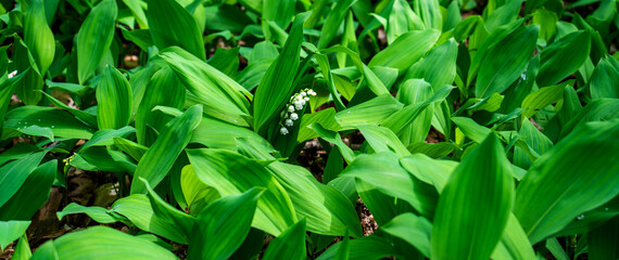 Close up of lily of the valley (Convallaria majalis)
