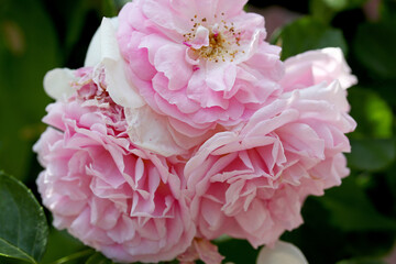 pink and white rose in the garden