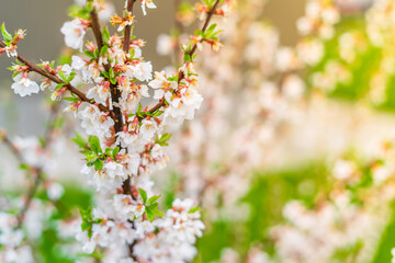 Beautiful spring fruit bush blooms with white flowers