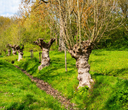 Group of pollarded European ash trees (Fraxinus excelsior)
