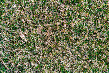 Green lawn after winter close-up. Spring grass care