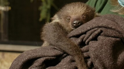 Human petting a baby sloth