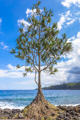 Vacoa pandanus sur plage rocheuse d’Anse des Casca, île de la Réunion 