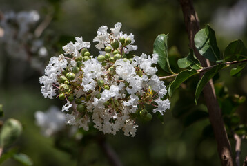 Close up  white Tabebuia rosea blossom