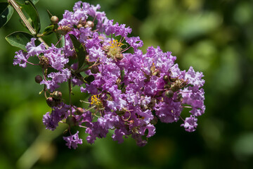 Close up  Pink  Tabebuia rosea blossom