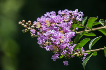 Close up  Pink  Tabebuia rosea blossom