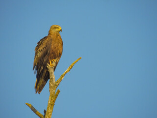 Steppe eagle sits on a tree branch outdoors on a summer sunny day in the wild, close-up, side view.