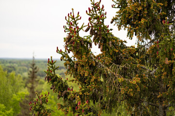 Young red cones for a large spruce, top of the spruce, in height