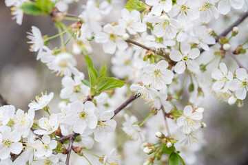 White flowers, in spring, flowering tree