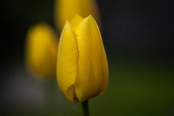 Yellow tulip in the garden, other tulips in the background