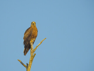 Wild steppe eagle sits on a tree branch outdoors on a summer sunny day in the wild, close-up, front view.