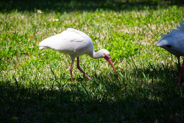 An American White Ibis is foraging for insects on a residential front lawn in Southwest Florida.