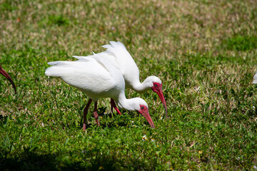 Two  synchronized American White Ibis are foraging for insects on a residential front lawn in...