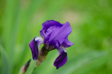 Blue flower Iris versicolor beautifully blooming in the garden