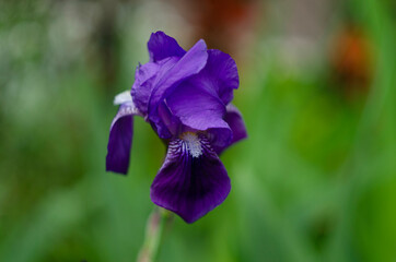 Blue flower Iris versicolor beautifully blooming in the garden