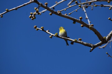 il passerotto © Gaetano Boncuore